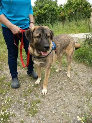 Thomas (Θωμάς), male puppy Mixed Breed for adoption at Dogs Voice, Athens