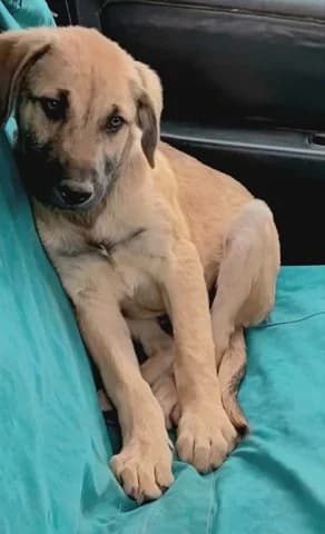 Simba, male puppy Mixed Breed for adoption at Dogs Voice, Athens