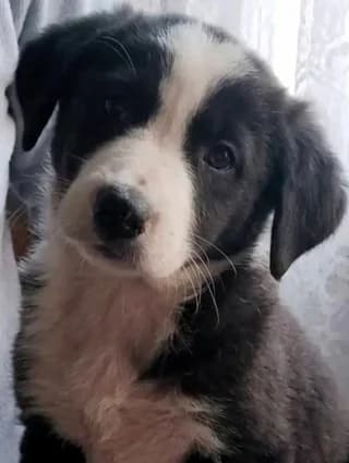 Zoi (Ζωή), female puppy Mixed Breed for adoption at Dogs Voice, Athens