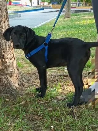 Lucky, male puppy Mixed Breed for adoption at Dogs Voice, Athens
