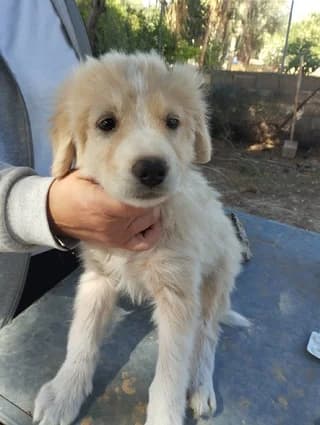 Alis, Mixed Breed (Dogs Voice)