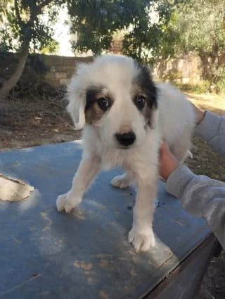 Άtlas (Άτλας), Mixed Breed (Dogs Voice)