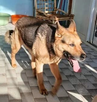 Mpetoven (Μπετόβεν), Mixed Breed (Dogs Voice)