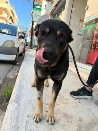 Suki, male young Mixed Breed for adoption at Dogs Voice, Athens