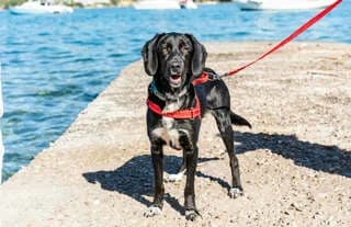 Pol (Πολ), male young Mixed Breed for adoption at Dogs Voice, Athens