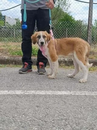 Iliachtida (Ηλιαχτίδα), female puppy Mixed Breed for adoption at Dogs Voice, Athens