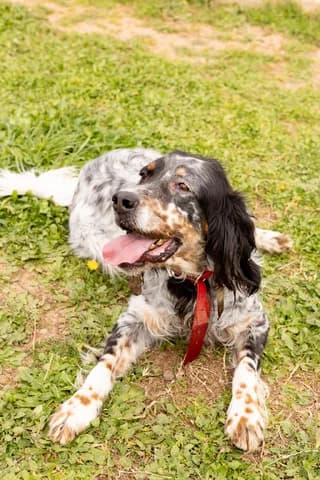 COOCKIE, Mixed Breed (Dogs Voice)