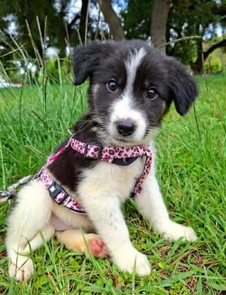 Milly (Μilly), female puppy Mixed Breed for adoption at Dogs Voice, Athens