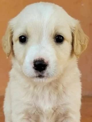 Sucra, female puppy Mixed Breed for adoption at Dogs Voice, Athens