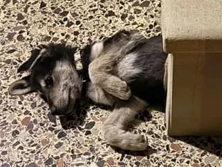 Thiontor (Θίοντορ), male puppy Mixed Breed for adoption at Dogs Voice, Athens