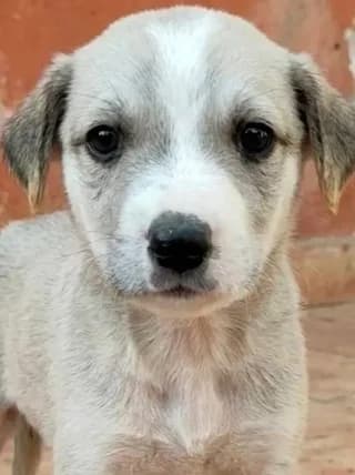 Cody, male puppy Mixed Breed for adoption at Dogs Voice, Athens