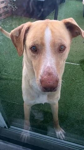 Apollonas (Απόλλωνας), male 7yo Mixed Breed for adoption at Dogs Voice, Athens