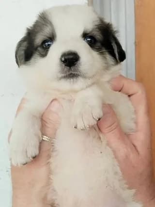 Teddy, male puppy Mixed Breed for adoption at Dogs Voice, Athens