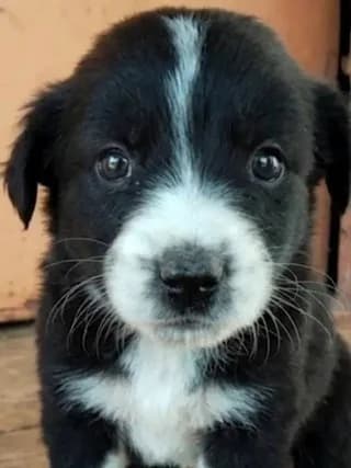 Lilly, female puppy Mixed Breed for adoption at Dogs Voice, Athens
