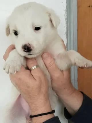 Coco, female puppy Mixed Breed for adoption at Dogs Voice, Athens