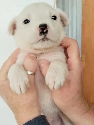 Aspen, male puppy Mixed Breed for adoption at Dogs Voice, Athens