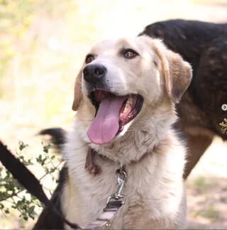 Sakira (Σακίρα), female 3yo Mixed Breed for adoption at Dogs Voice, Athens