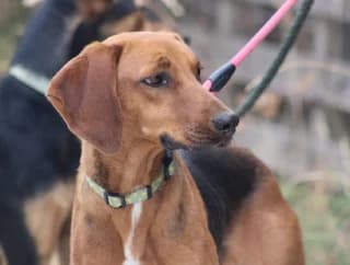Moka (Μόκα), female 3yo Mixed Breed for adoption at Dogs Voice, Athens