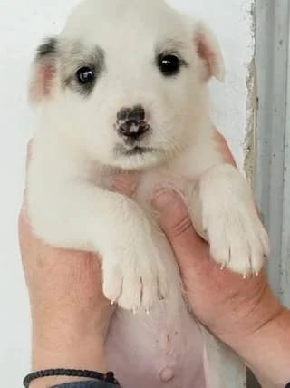 Arlo, male puppy Mixed Breed for adoption at Dogs Voice, Athens