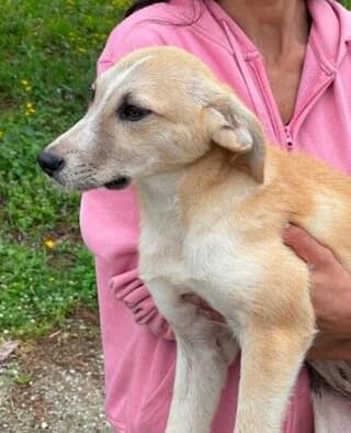 Royla (Ρούλα), female puppy Mixed Breed for adoption at Dogs Voice, Athens