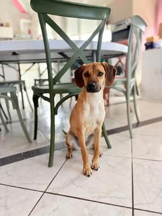 Molly, female puppy Mixed Breed for adoption at Dogs Voice, Athens