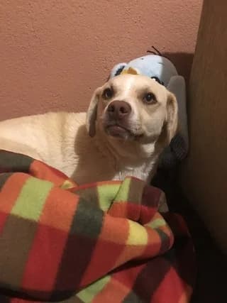 scooby, male young Mixed Breed for adoption at Dogs Voice, Athens