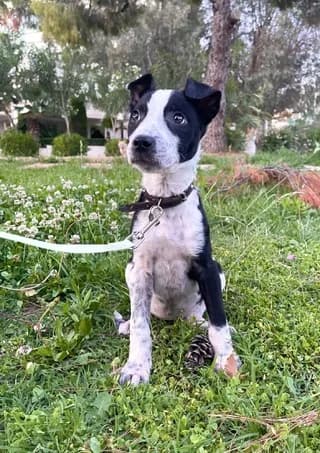 Gloria, female puppy Mixed Breed for adoption at Dogs Voice, Athens