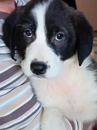 Koritsi 2 minon (Κορίτσι 2 μηνών), female puppy Mixed Breed for adoption at Dogs Voice, Athens