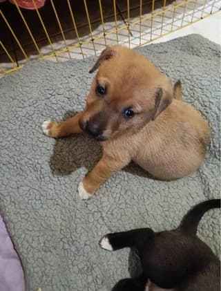 KOYTAVI 1 (ΚΟΥΤΑΒΙ 1), male puppy Mixed Breed for adoption at Dogs Voice, Athens
