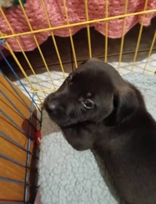 KOYTAVAKI 2 (ΚΟΥΤΑΒΑΚΙ 2), male puppy Mixed Breed for adoption at Dogs Voice, Athens