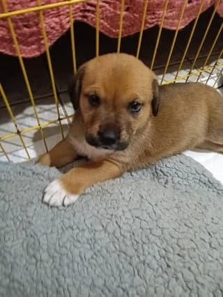 KOYTAVAKI 3 (ΚΟΥΤΑΒΑΚΙ 3), male puppy Mixed Breed for adoption at Dogs Voice, Athens