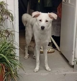 PAOLO (ΠΑΟΛΟ), male puppy Mixed Breed for adoption at Dogs Voice, Athens