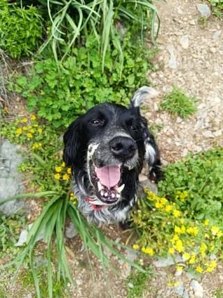 Nondas, male 7yo Mixed Breed for adoption at Dogs Voice, Athens