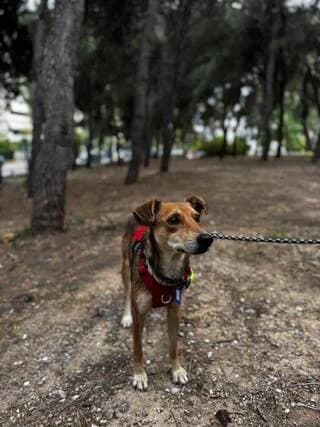 Shake, female 3yo Mixed Breed for adoption at Dogs Voice, Athens