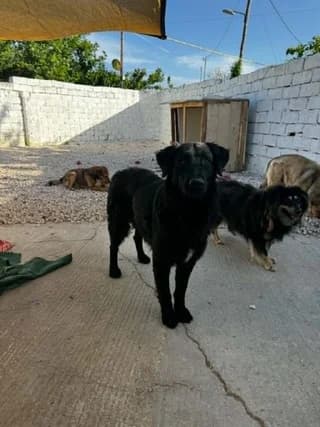 Klaus, male 3yo Mixed Breed for adoption at Dogs Voice, Athens