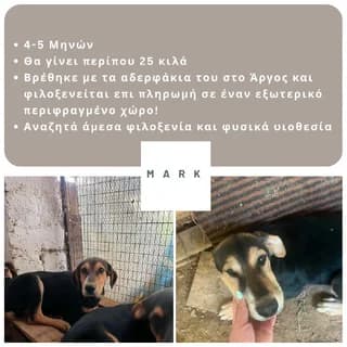 Mark, male puppy Mixed Breed for adoption at Dogs Voice, Athens