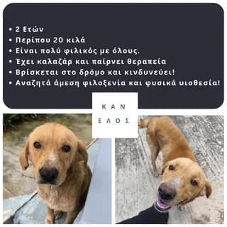 Kanelos (Κανέλος), male 3yo Mixed Breed for adoption at Dogs Voice, Athens