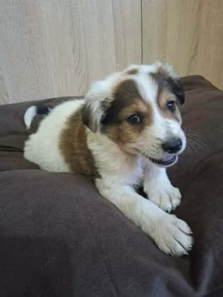 Molto, male puppy Mixed Breed for adoption at Dogs Voice, Athens
