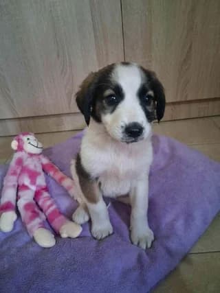 Frida, puppy Mixed Breed for adoption at Dogs Voice, Athens