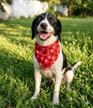 Mina (Μίνα), female puppy Mixed Breed for adoption at Dogs Voice, Athens