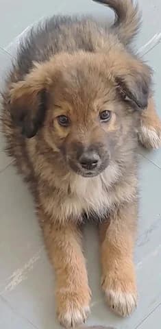 Kleanthis (Κλεάνθης), male puppy Mixed Breed for adoption at Dogs Voice, Athens