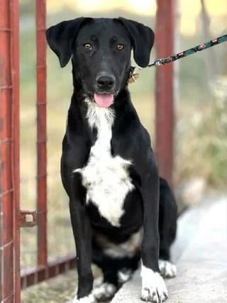 Aliki (Αλίκη), female young Mixed Breed for adoption at Dogs Voice, Athens