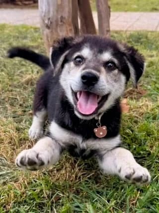 Thiontor (Θίοντορ), male puppy Mixed Breed for adoption at Dogs Voice, Athens