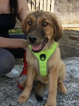 Άlmpert (Άλμπερτ), male puppy Mixed Breed for adoption at Dogs Voice, Athens