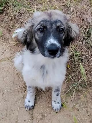 Andreas (Ανδρέας), male puppy Mixed Breed for adoption at Dogs Voice, Athens