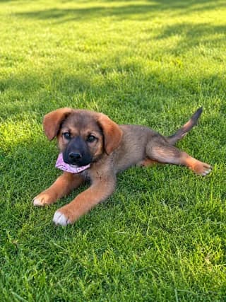 Choco, female puppy Mixed Breed for adoption at Dogs Voice, Athens