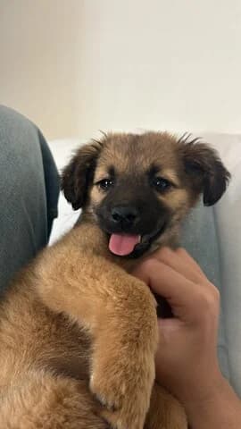 SINAPIS (ΣΙΝΑΠΗΣ), male puppy Mixed Breed for adoption at Dogs Voice, Athens
