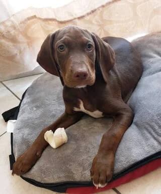 KOYNOYPIS (ΚΟΥΝΟΥΠΗΣ), male puppy Mixed Breed for adoption at Dogs Voice, Athens