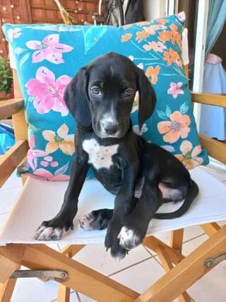 PETALOYDA (ΠΕΤΑΛΟΥΔΑ), female puppy Mixed Breed for adoption at Dogs Voice, Athens
