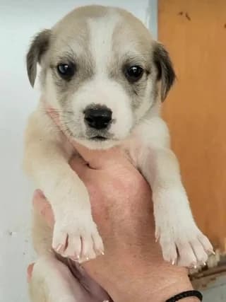 Cody, male puppy Mixed Breed for adoption at Dogs Voice, Athens